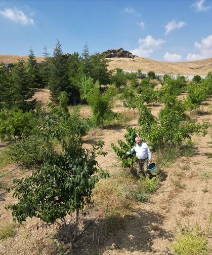 Afyon’daki kıraç araziye 15 yıl emek veren Necati Gündüz, adeta çölde vaha oluşturdu