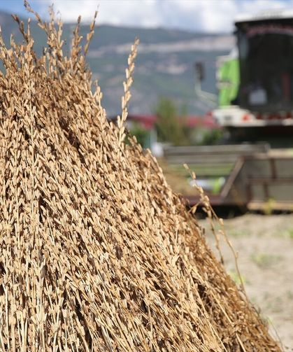 Deli Memet rüzgarıyla lezzet kazanan Gökova susamı için hasat dönemi