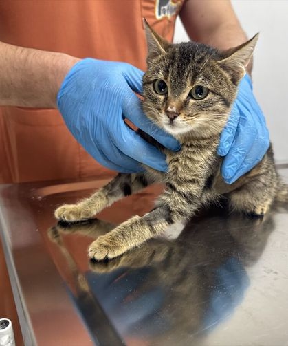 Kütahya’da ölmek üzereyken sokakta bulunan kedi, Afyon’daki ameliyatla kurtuldu