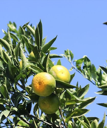 Seferihisar, Menderes ve Selçuk'ta yetişen satsuma mandalinasının kesimine geçildi