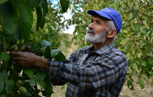 Manisa'lı Hüseyin Sönmez emeklikten sonra köyünde ceviz üretimine başladı!