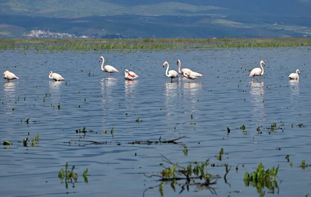 Kuş cenneti olan Marmara Gölü eski günlerindeki gibi
