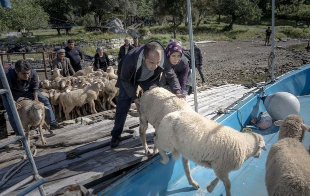 Denizli ve Dalaman Kapıdağ arasında 6 ayda bir, koyunlarla kara ve deniz yolculuğu!