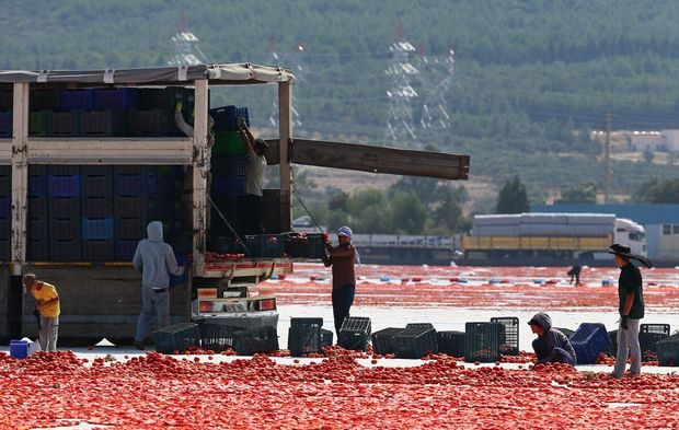 İzmir Torbalı'da domates kurutma mesaisi başladı
