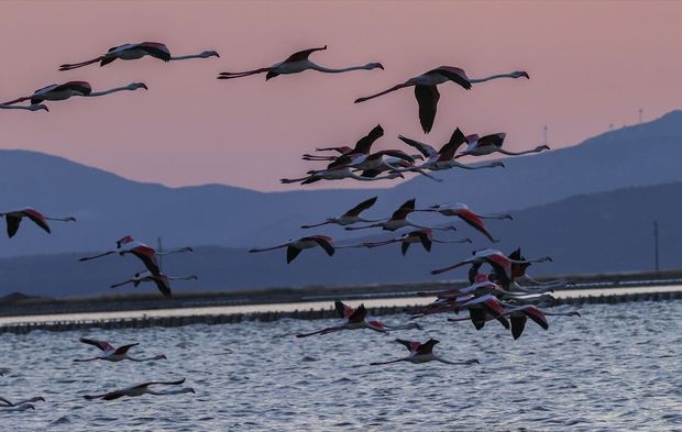 Gediz'in ev sahipliği yaptığı deltada 18 bin yavru flamingo ortalığı şenlendirdi