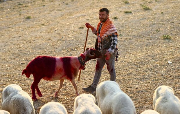 Çal’da 853 yıldır süren gelenek: Koyunları gelin ve damat gibi süslüyorlar