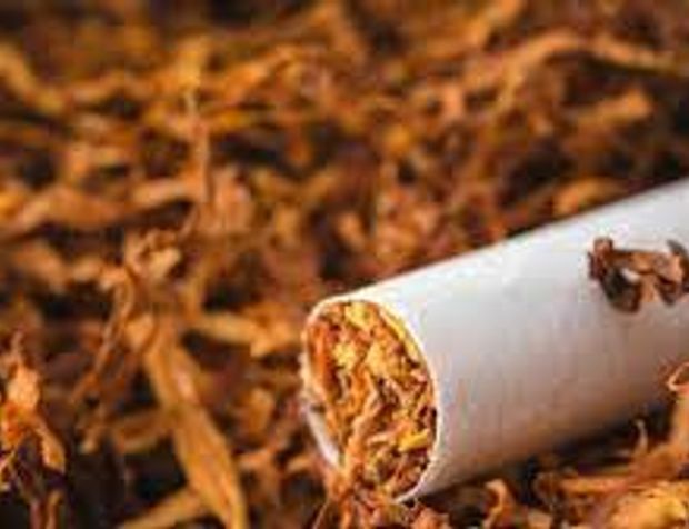 Tütün yetiştirmek ve üretmek gıda güvensizliğini ağırlaştırıyor
