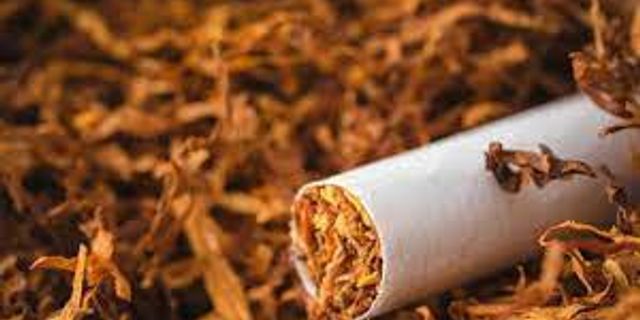 Tütün yetiştirmek ve üretmek gıda güvensizliğini ağırlaştırıyor
