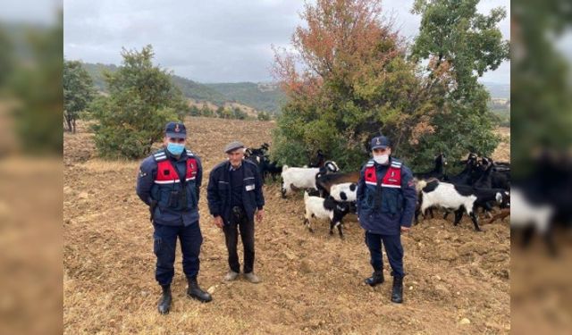 Uşak'ta çiftçinin kaybettiği keçi sürüsünü, jandarma buldu