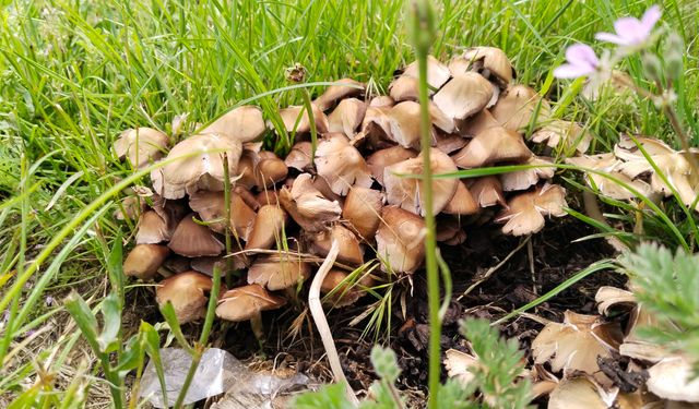 Uşak'ta mantar toplayanlara hayati uyarı