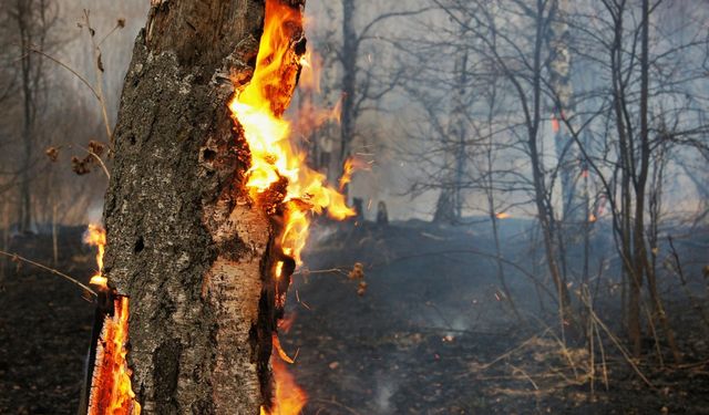 İzmir'in Selçuk ilçesinde de yangın çıktı!