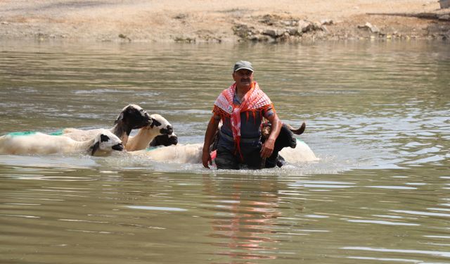 Denizli'de her sene yapılan "Sudan Koyun Geçirme" yarışması şap hastalığı nedeniyle iptal edildi