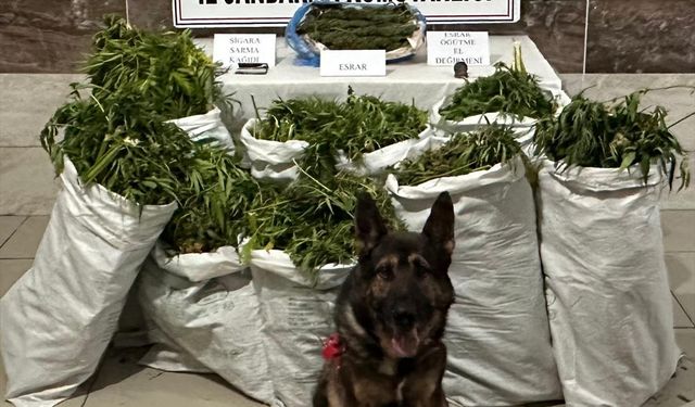 Uyuşturucu operasyonunda 41 kilogram esrar ele geçirildi
