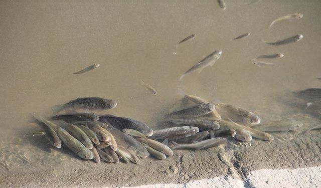 Büyük Menderes Nehri kanalındaki balık ölümleriyle ilgili inceleme başlatıldı