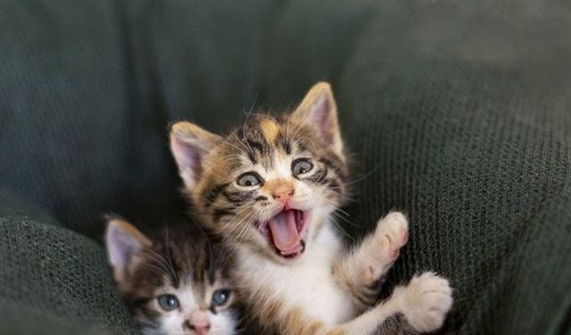 Uşak'ta kedi ve köpeği olanlara önemli çağrı! Ceza yememek için bu uyarıyı dikkate alın!