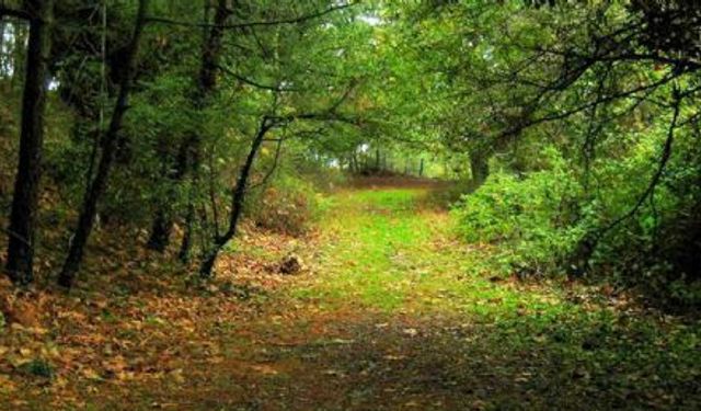 Uşak'ta Valilik kararı gereğince; belirlenen 14 piknik alanı dışındaki alanlarda ormanlara girişler tamamen yasaklandı
