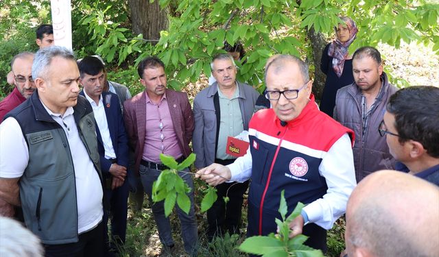 Aydın'da kestane ağaçlarına zarar veren "gal arısı" ile mücadele