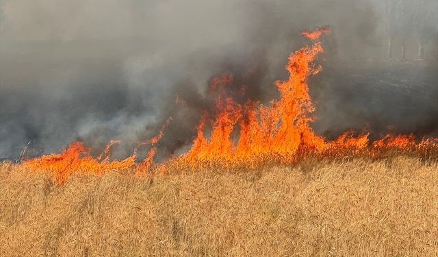 Uşak'ta orman yangınları çiftçiyi olumsuz etkiliyor!