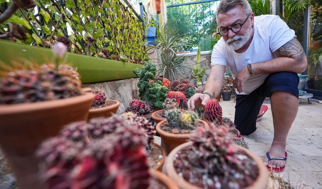 Kaktüs meraklısı emekli evinde yaklaşık 300 kaktüs yetiştiriyor