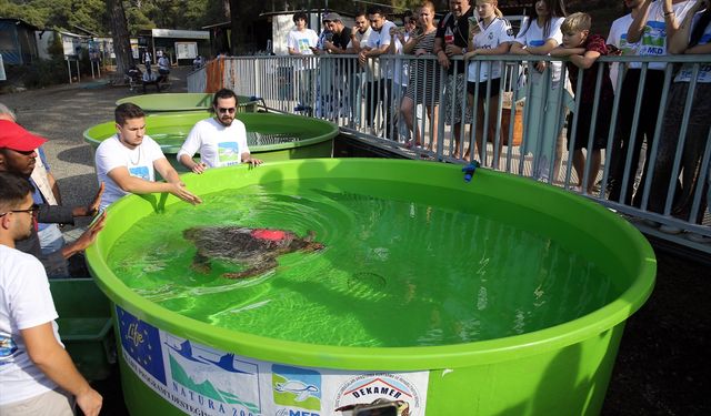 İztuzu Sahili'nde bu yıl yaklaşık 44 bin caretta caretta mavi sularla buluştu