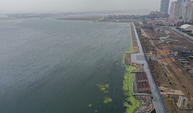 İzmir Körfezi'nde balık ölümlerinden sonra yosun kirliliği yaşanıyor