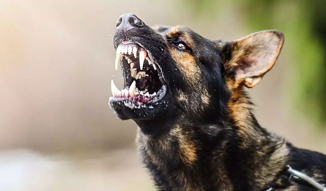 Muğla'da sahipsiz köpekler bir çocuğu yaraladı!
