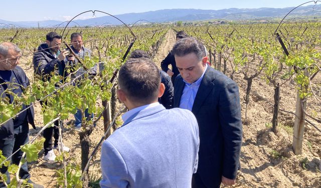 Manisa'da zirai dondan etkilenen bağları AK Parti'li Baybatur inceledi