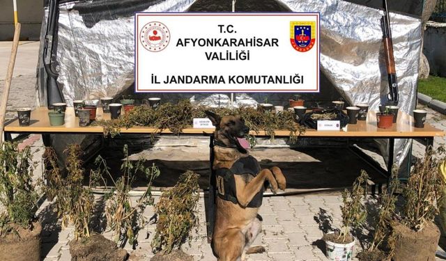 Afyonkarahisar'da kenevir yetiştiren şüpheli yakalandı