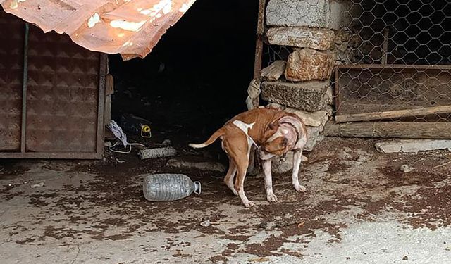 Salihli'de pitbull besleyen 2 kişiye, 304 bin TL ceza!