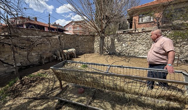 Kütahya'da sahipsiz köpekler koyunlara saldırdı, koyunlar telef oldu!