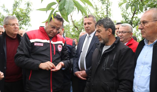 Tarım ve Orman Bakan Yardımcısı Gizligider, Denizli'de zirai dondan etkilenen alanları inceledi