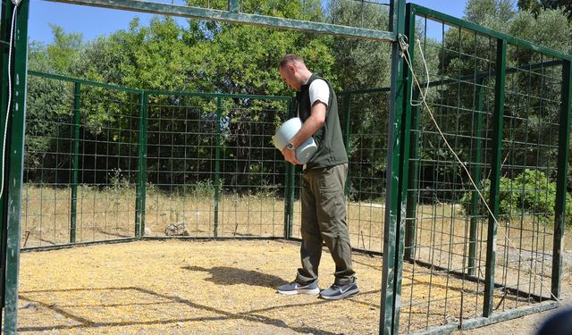 Aydın'da kedi ve köpek mamasıyla domuz besleyenler topluma büyük kötülük yapıyor