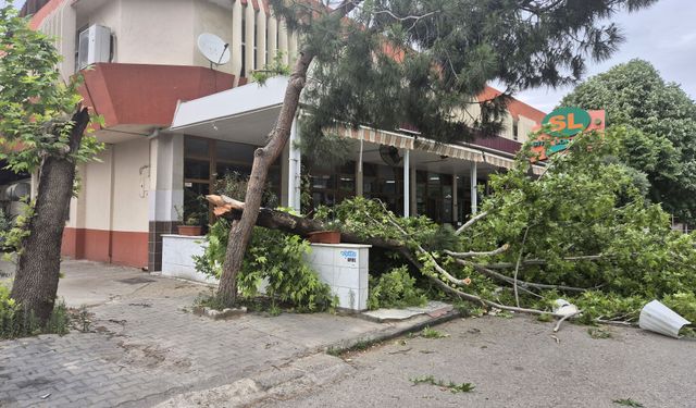 Turgutlu'da şiddetli rüzgar ağaçları devirdi