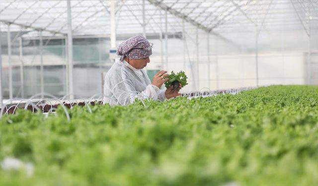 Banaz'daki organize sera bölgesinde iş yapmak isteyen Uşak dışından çok fazla yatırımcı var!