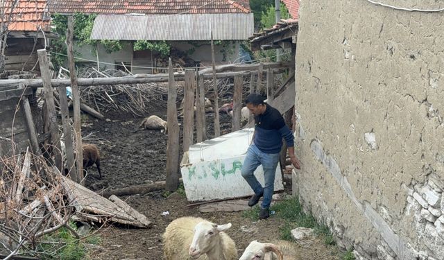 Domaniç Küçükköy'de kurtların saldırdığı koyunlar telef oldu