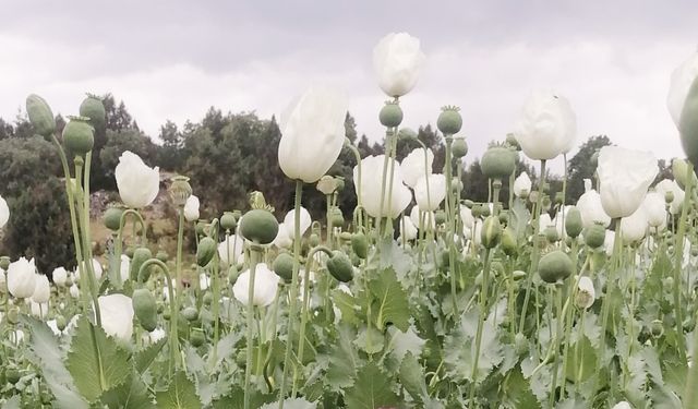 Afyonkarahisar'da haşhaş tarlaları çiçeklendi