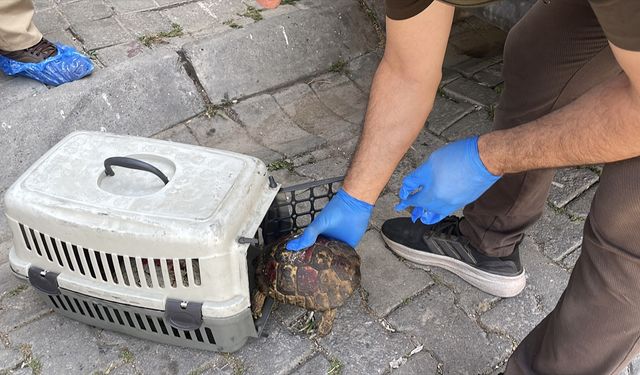 Efeler'deki çöp evden 12 kedi ve 3 kaplumbağa çıktı