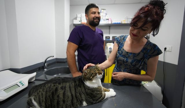 Karabağlar'da Gurbet Aslantürk'ün sokakta bitkin halde bulduğu kedi kök hücre nakliyle kurtuldu
