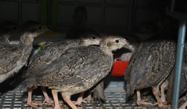 Kenelerle mücadele için Şuhut'ta binlerce keklik yetişiyor