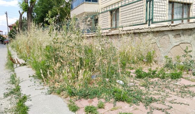 Uşak'ta biçilmeyen otlar nedeniyle kaldırım tarla kıvamına geldi