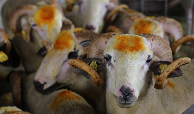 Uşaklı vatandaşa uyarı! Kurban bayramında bu hastalığa karşı dikkatli olun!