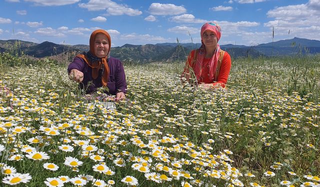 Manisa'da kadınlar kır papatyası toplamaya başladı