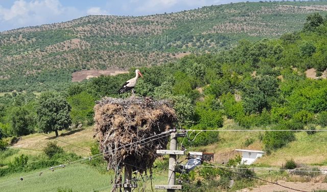 Manisa'da leylekler için enerji hattının yeri değiştirildi