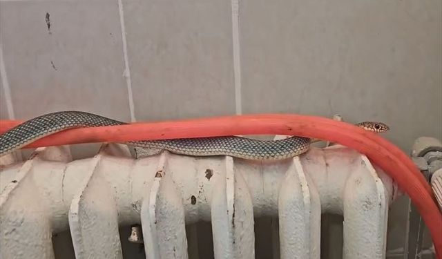 Kütahya ve Eskişehir yolundaki restoranın tuvaletine gelen yılan, doğaya geri salındı