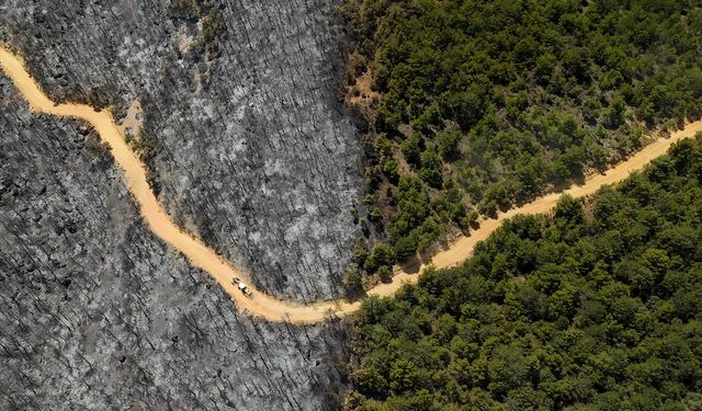 Uşak'ta güzel öten kuşların sesi kesildi!