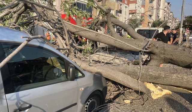 Aydın'da ağaç 2 otomobilin üzerine devrildi, araçlarda hasar oluştu