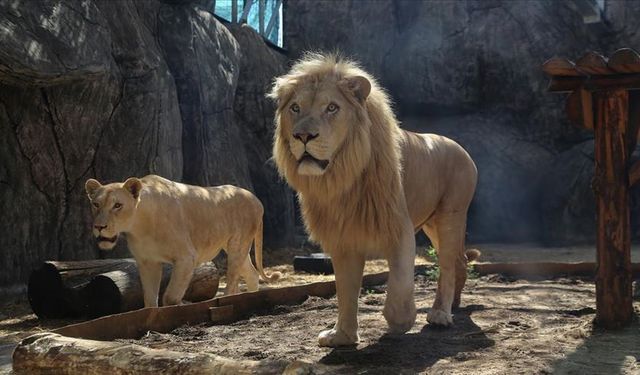 İzmir'de koruma altındaki aslan yavrusuna yetişkin aslan saldırdı