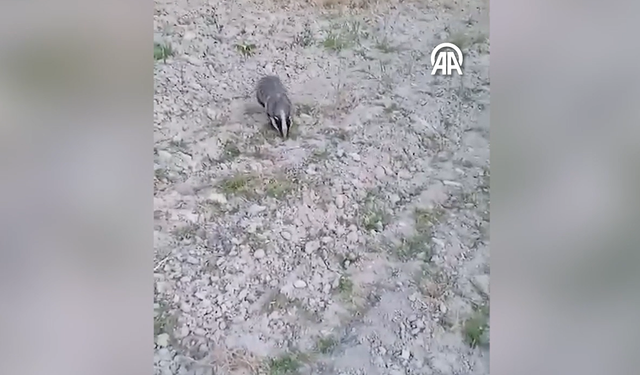 Denizli'de yiyecek arayan porsuk görüntülendi