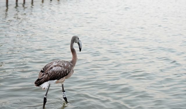İzmir Kuş Cenneti'ndeki 650 flamingo ömür boyu takip ve koruma için halkalandı