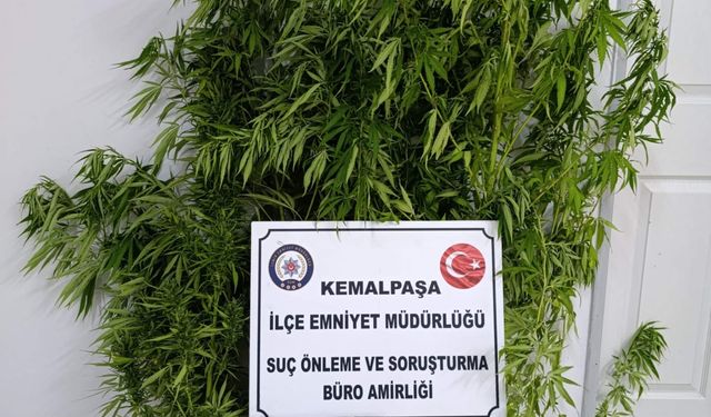İzmir'de bahçesinde Hint keneviri yetiştiren şüpheli yakalandı